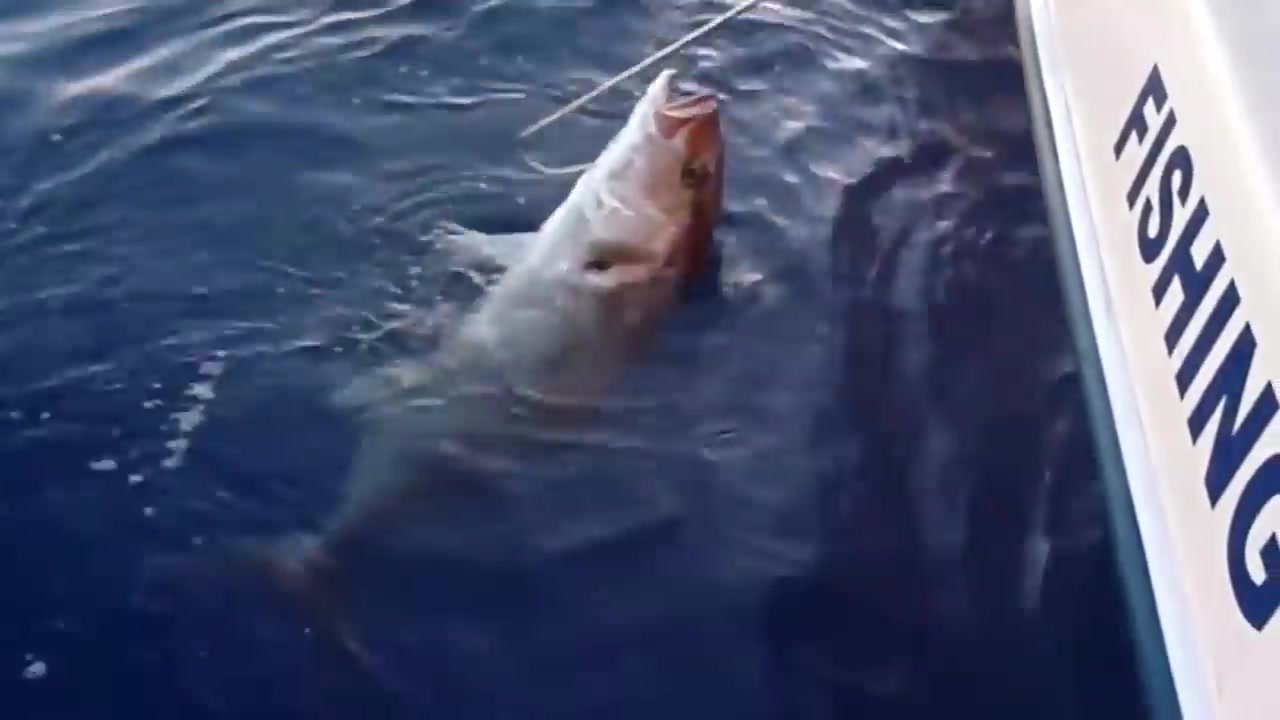 Top 10 biggest catches - COS.TV