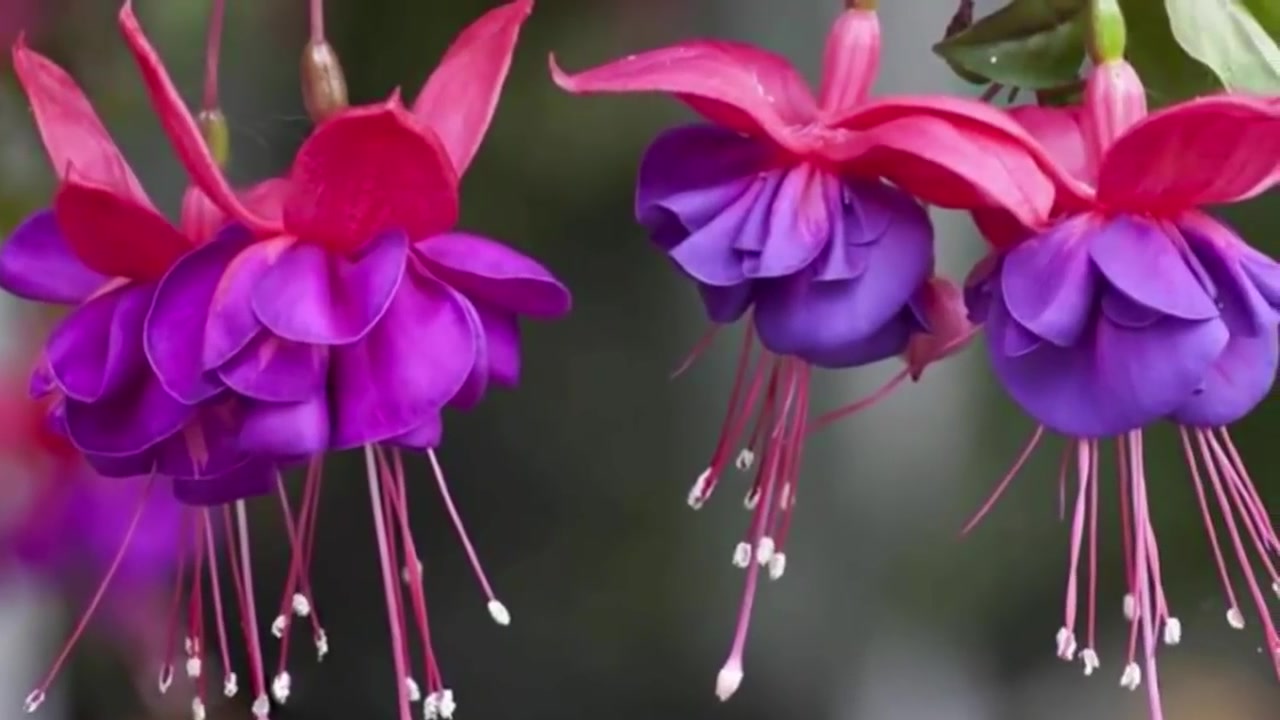 Фуксия малиновая. Фуксия Fuchsia. Фуксия Westminster Chimes. Фуксия Скарлет Уайт. Фуксия Heydon.