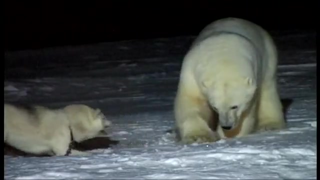 Видео медведи против. Полярный медведь против медведя. Белый медведь и хаски. Лайка и белый медведь. Хаски против медведя.