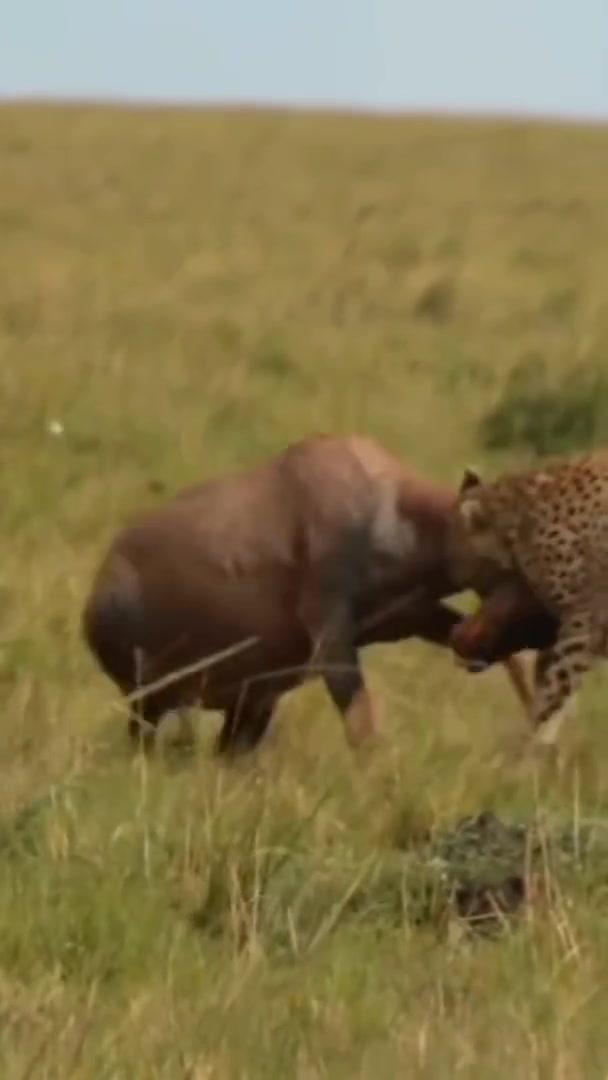 Lion hunting a topi Impala - COS.TV