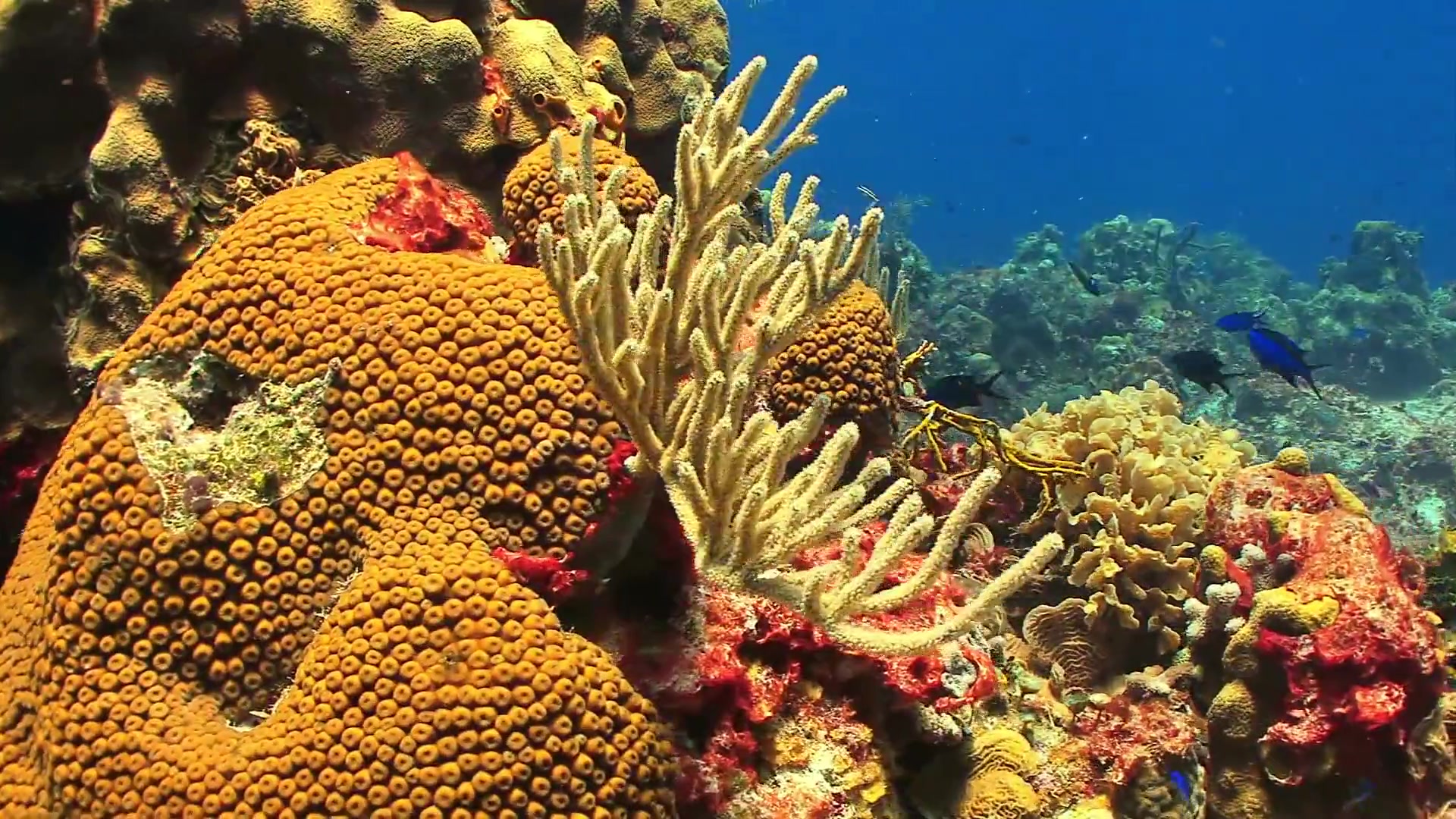 Лучшие отели с коралловыми рифами. Коралловый риф Маврикий. Маврикий подводный мир. Коралловый риф вокруг Маврикия. Маврикий кораллы.