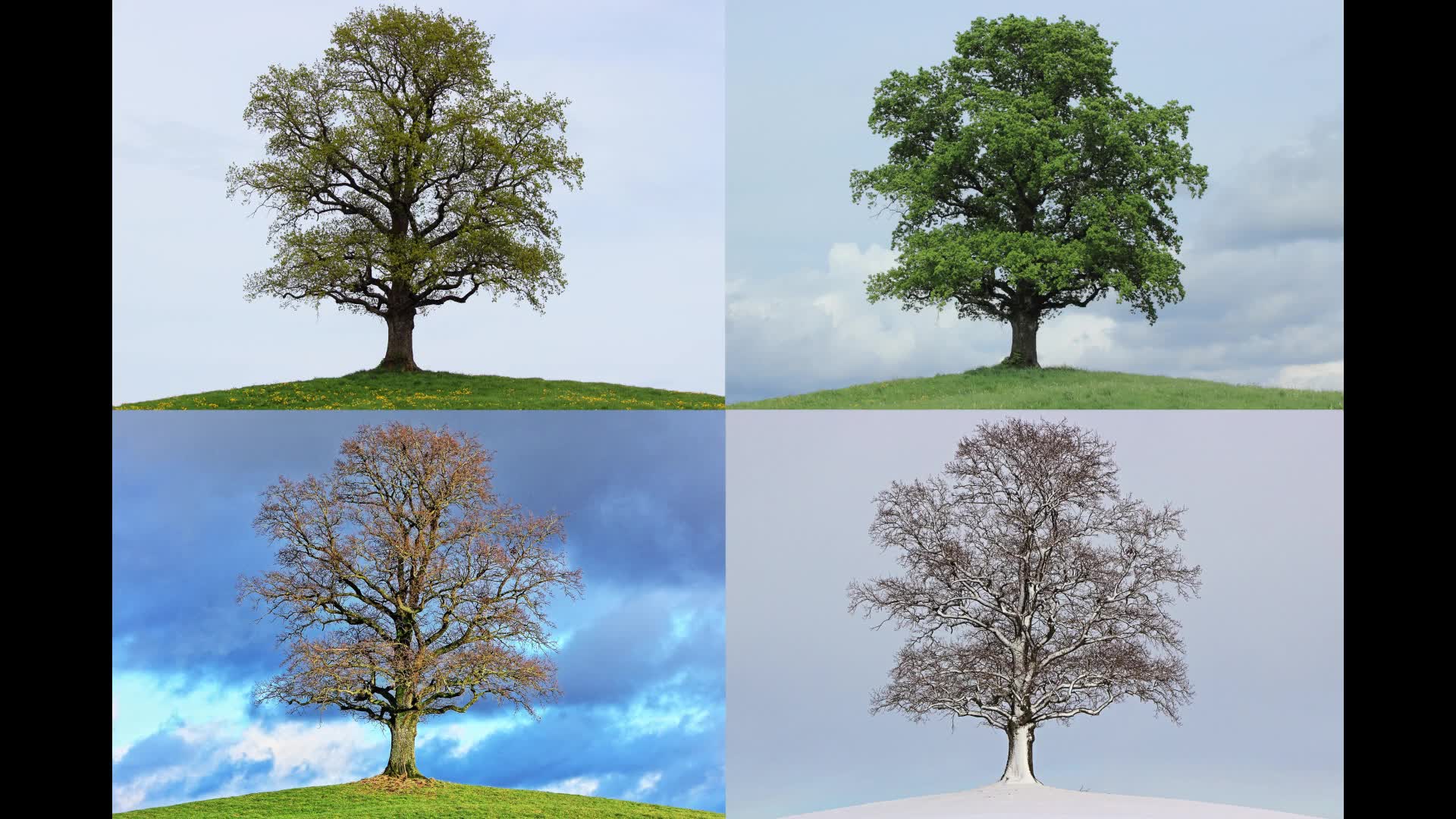 Дерево зимой и летом
