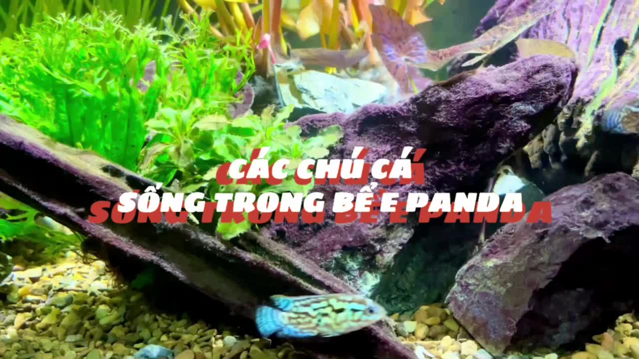 Thuỷ sinh E Panda | Cá Ali điện quang - COS.TV