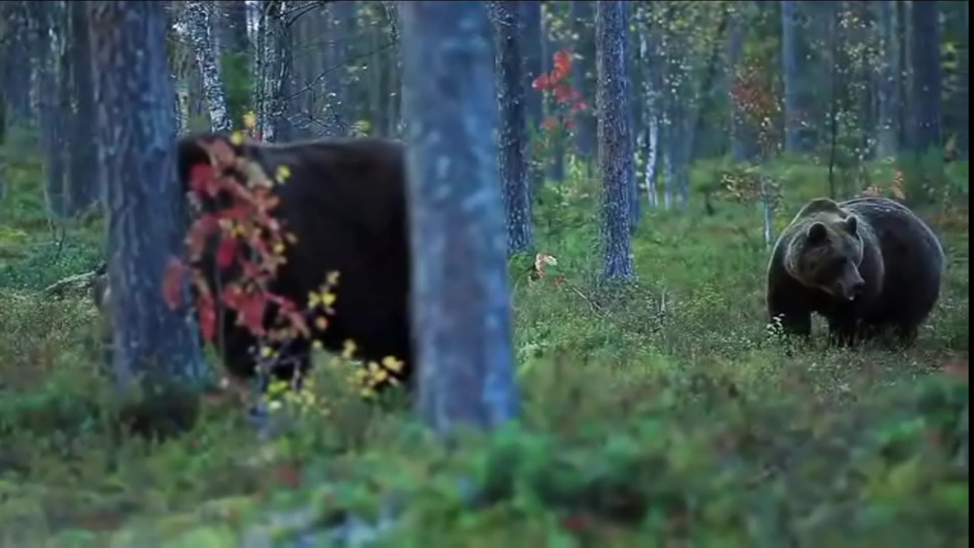 Встреча с медведем. Встреча с медведем в лесу. Случаи с медведями в лесу. Встреча с медведем в лесу истории. Встреча с медведем видео.